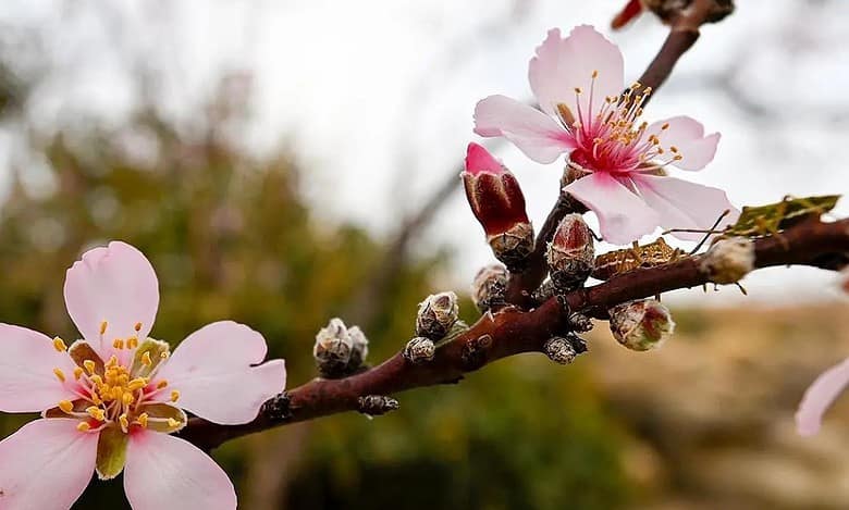 Saudi Arabia: ‘Bajali’ almond trees spread their magic, beauty on mountain tops