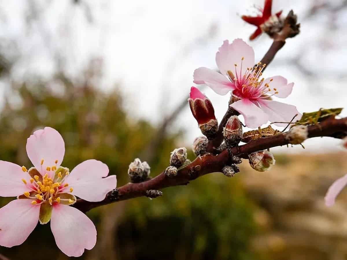 Saudi Arabia: ‘Bajali’ almond trees spread their magic, beauty on mountain tops