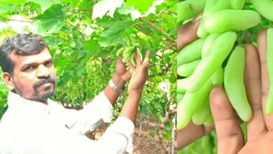 Belagavi: VSD seedless grapes find market in US, gulf countries