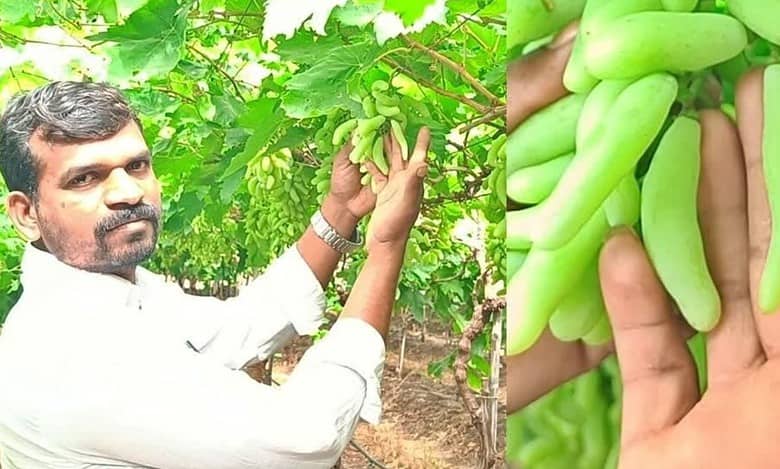 Belagavi: VSD seedless grapes find market in US, gulf countries