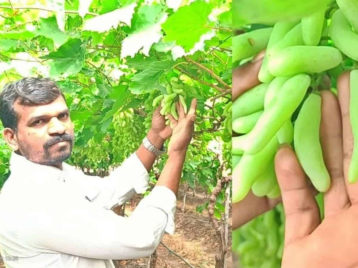 Belagavi: VSD seedless grapes find market in US, gulf countries