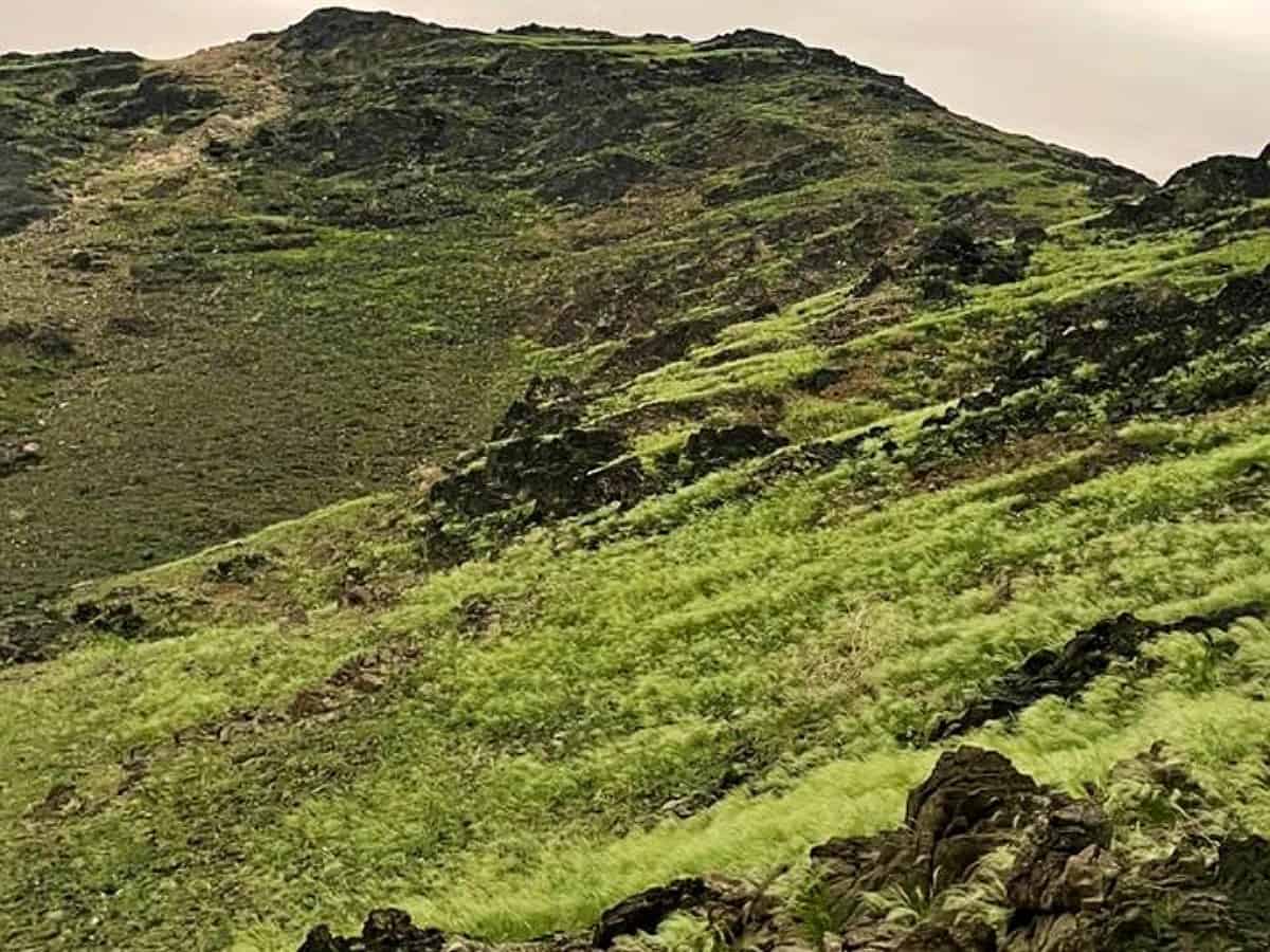 Greenery in Makkah increased by 600% in past five months