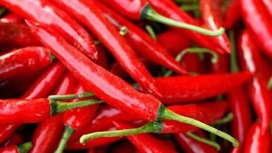 AP: Chilli leaves a bad taste as losses mount for cultivators in Bandur