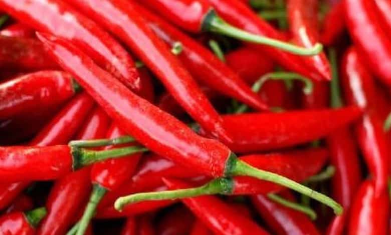 AP: Chilli leaves a bad taste as losses mount for cultivators in Bandur