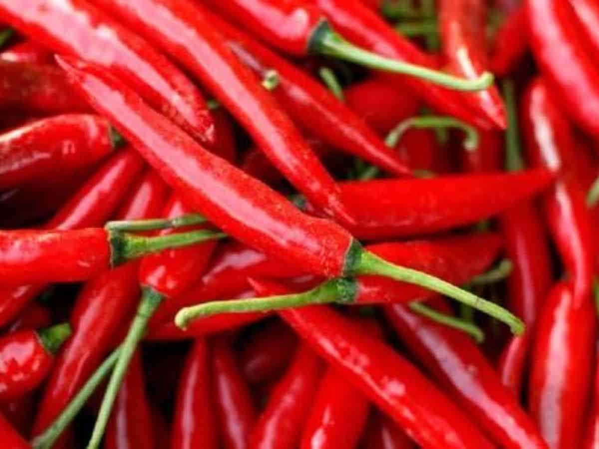 AP: Chilli leaves a bad taste as losses mount for cultivators in Bandur