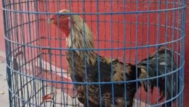 Telangana: TSRTC stops auction of Sankranti rooster after man claims ownership