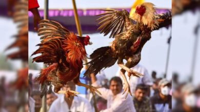 Cyberabad special operations team arrest 4 for rooster fight ring