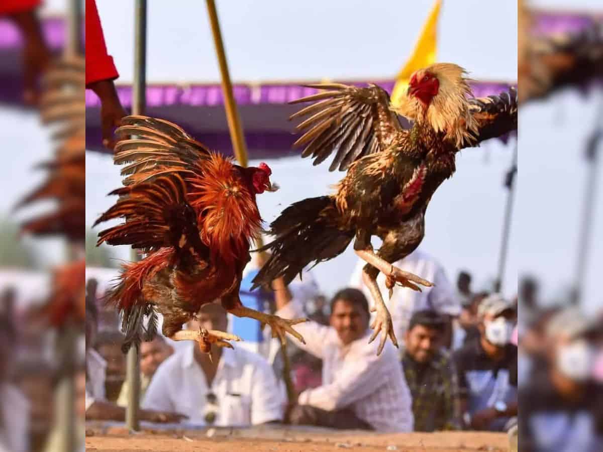 8 arrested in raids on illegal rooster fighting in Telangana