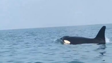 Watch: Killer whales spotted in Saudi Arabia's Jazan region
