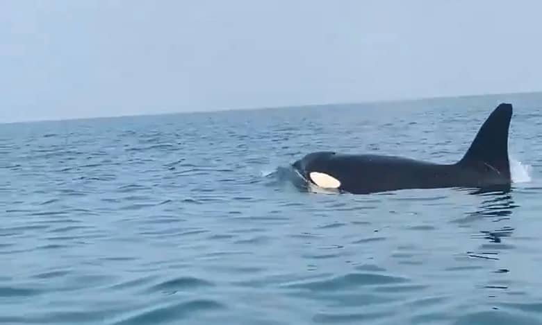 Watch: Killer whales spotted in Saudi Arabia's Jazan region