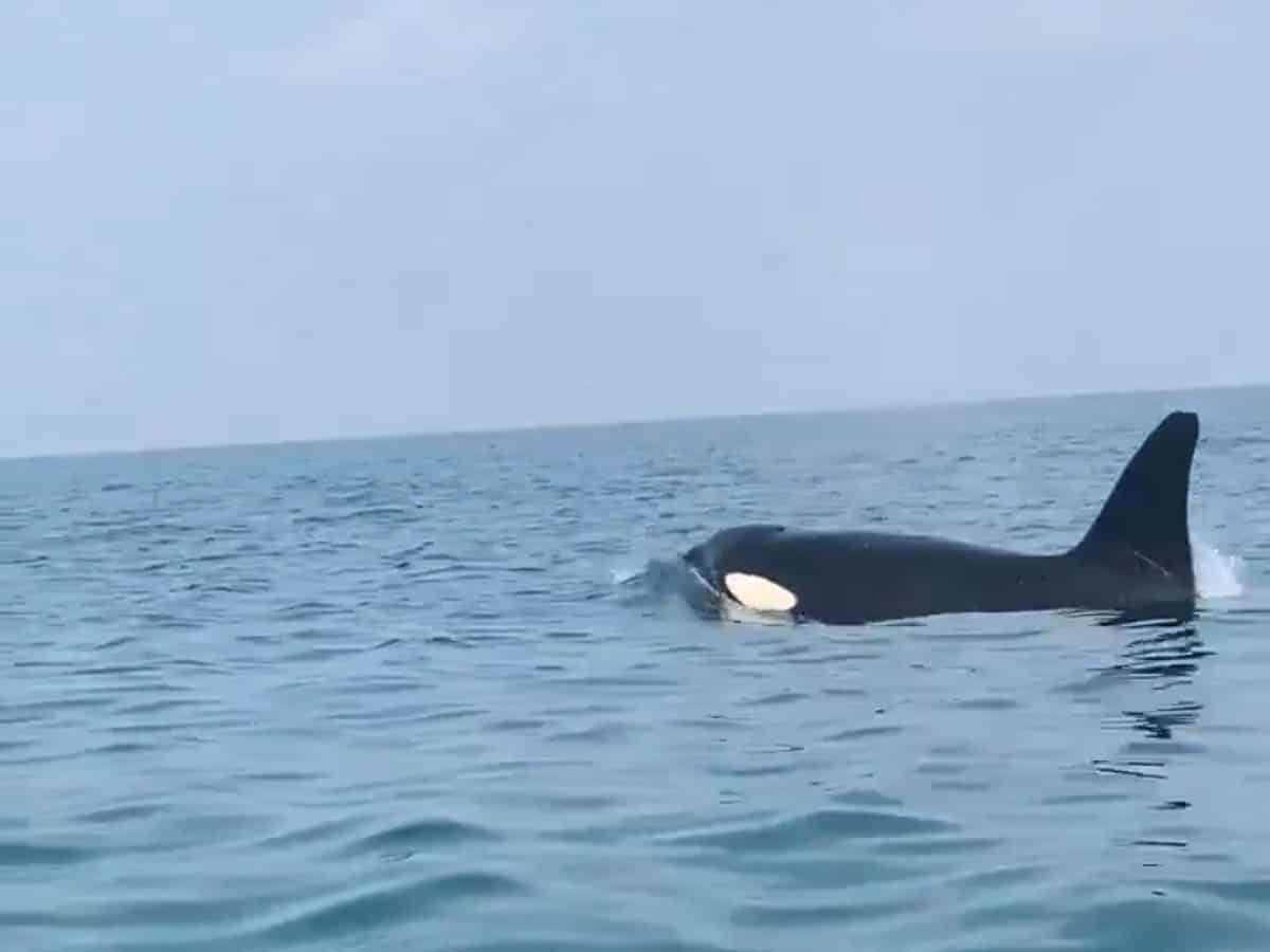 Watch: Killer whales spotted in Saudi Arabia's Jazan region