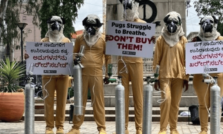 PETA hits Hyderabad roads urging people not to adopt pugs