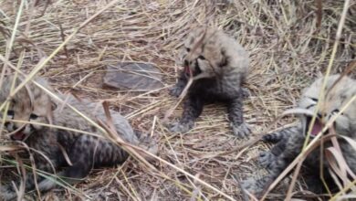 Three cubs born to Namibian cheetah Aasha in MP's Kuno National Park