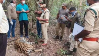 Tigers fed poisoned carcass; six, including one juvenile, held