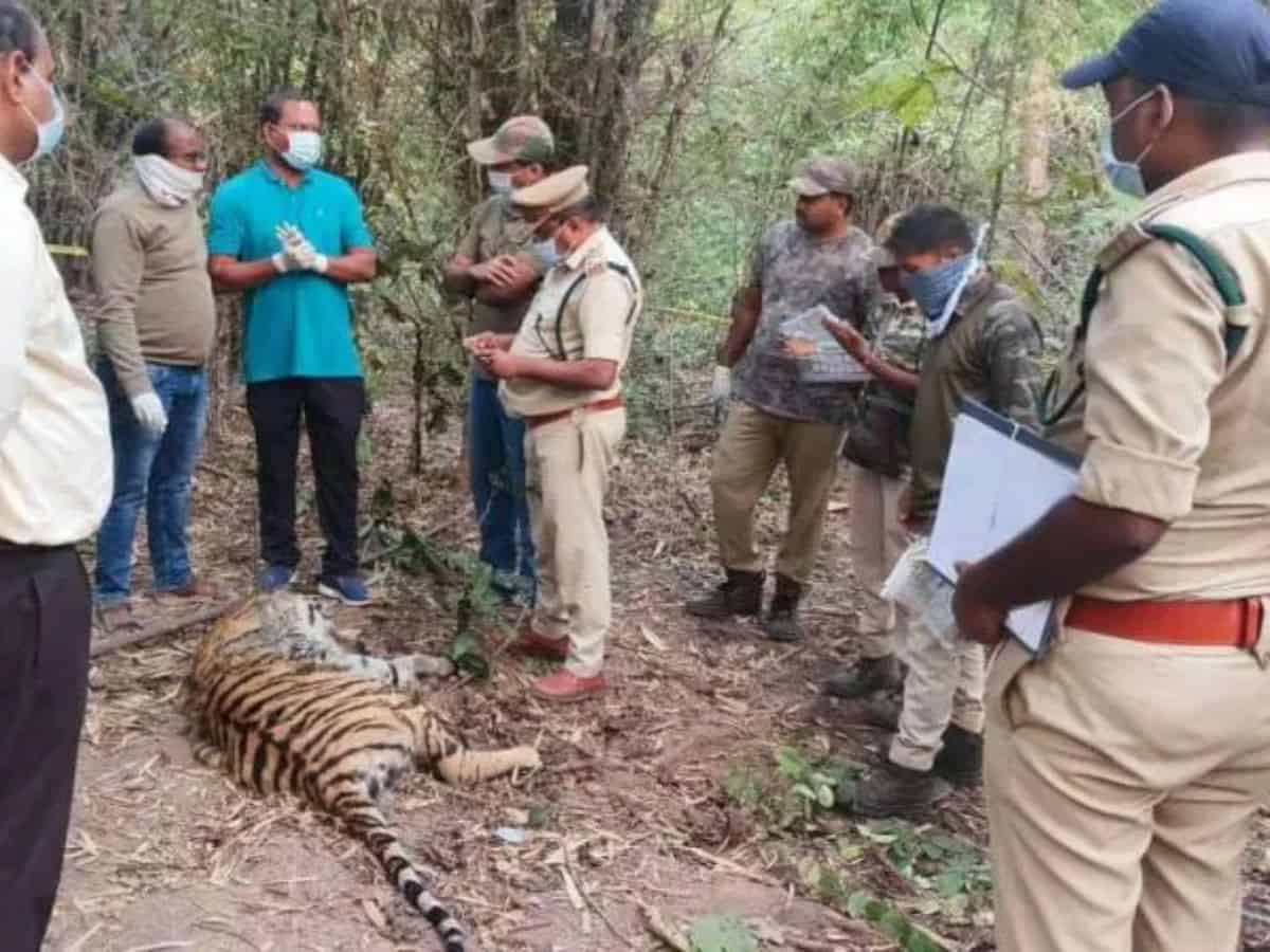 Tigers fed poisoned carcass; six, including one juvenile, held