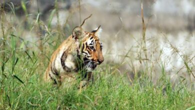 Chaos erupts as tiger enters BJP leader's farmhouse in UP's Sitapur