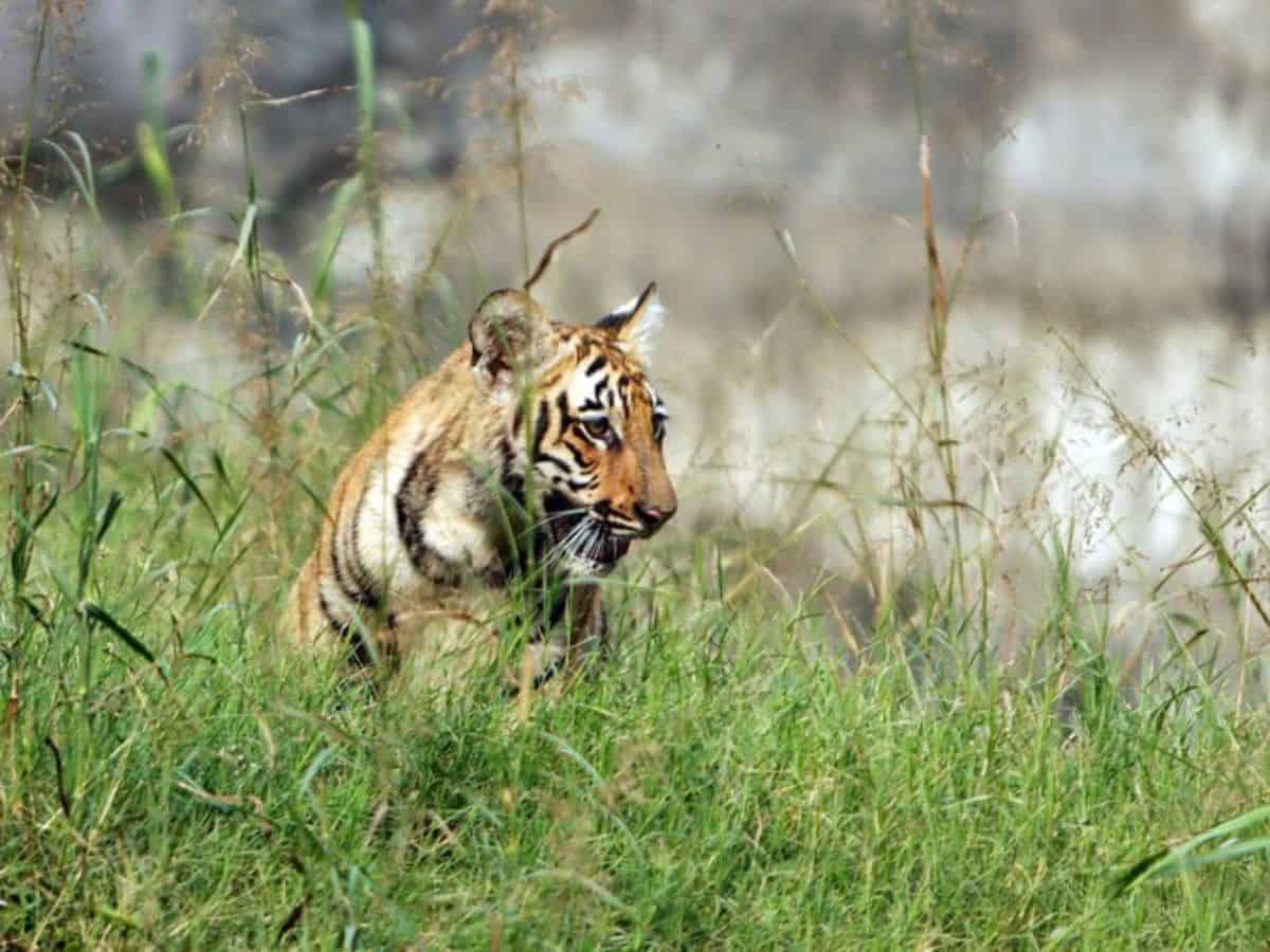 Chaos erupts as tiger enters BJP leader's farmhouse in UP's Sitapur