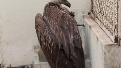 Rare and injured Eurasian Griffon vulture rescued in Hyderabad 