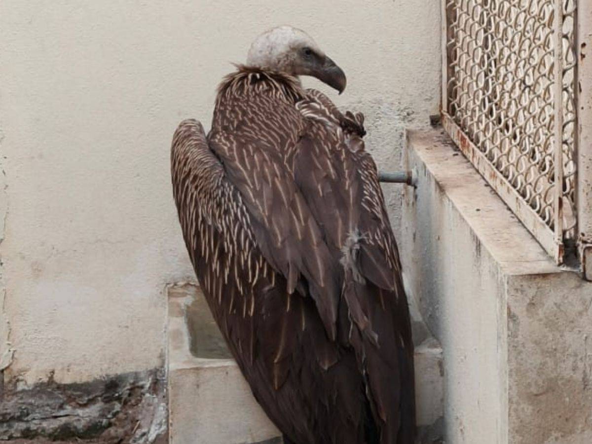 Rare and injured Eurasian Griffon vulture rescued in Hyderabad 