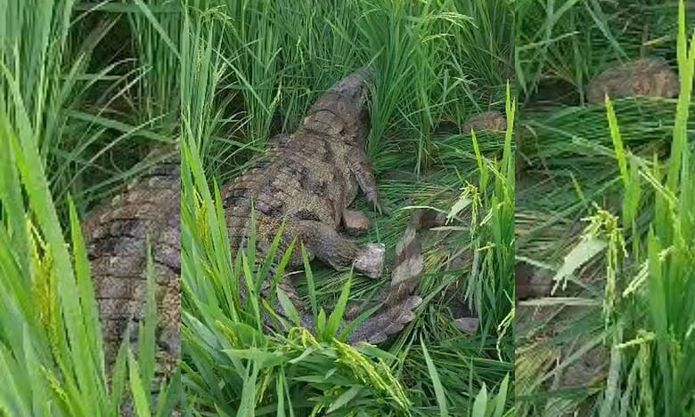 Watch: Crocodile spotted in farmlands in Telangana