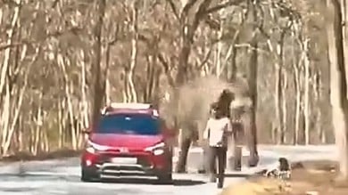 Elephant chases tourists at Bandipur National Park