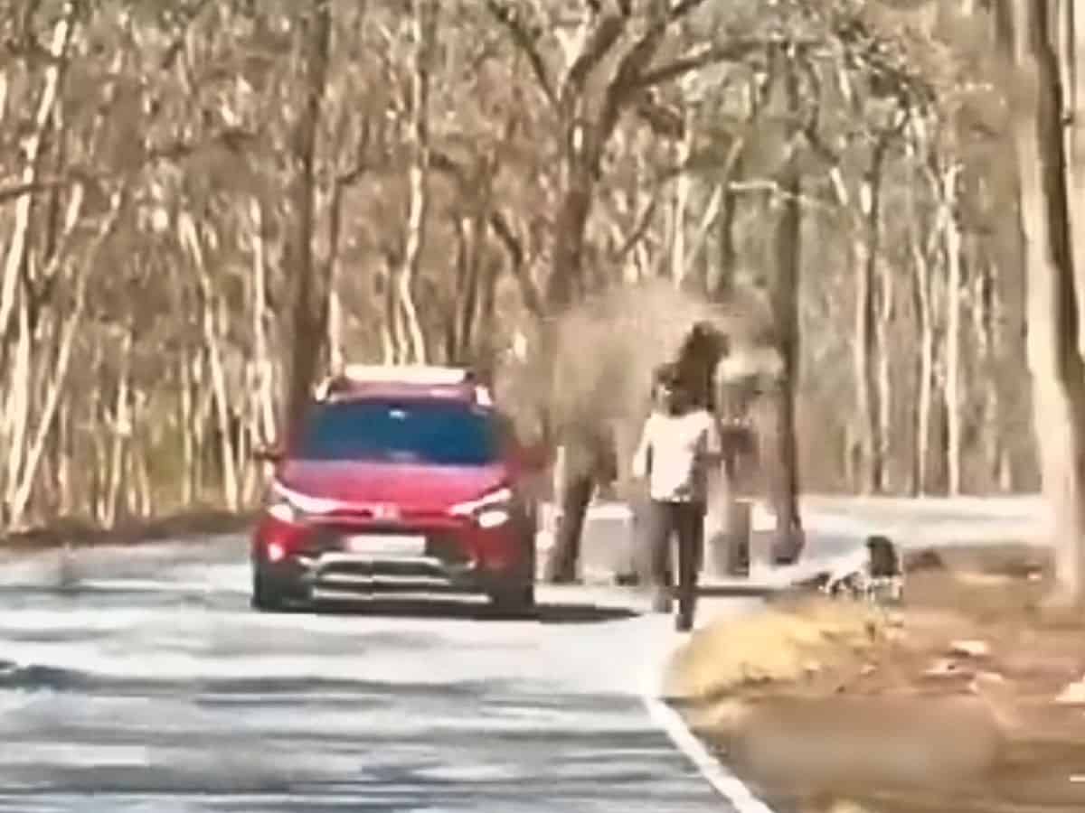 Elephant chases tourists at Bandipur National Park