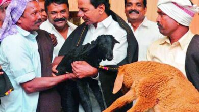 Telangana: CAG report uncovers Rs 253 cr fraud in sheep rearing scheme