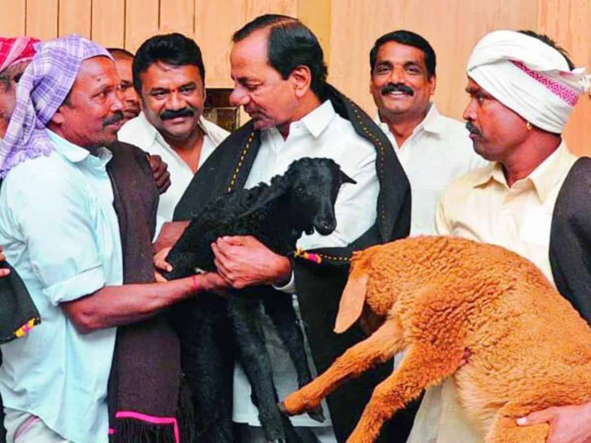 Telangana: CAG report uncovers Rs 253 cr fraud in sheep rearing scheme