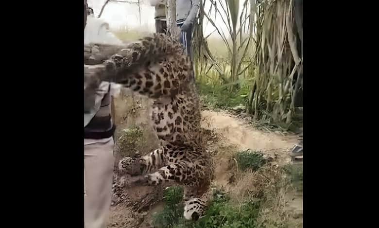 Leopard found hanging upside down from tree in UP district