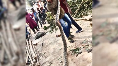 Hyderabad: Friends Of Snakes Society rescues 3 pythons in Langar Houz
