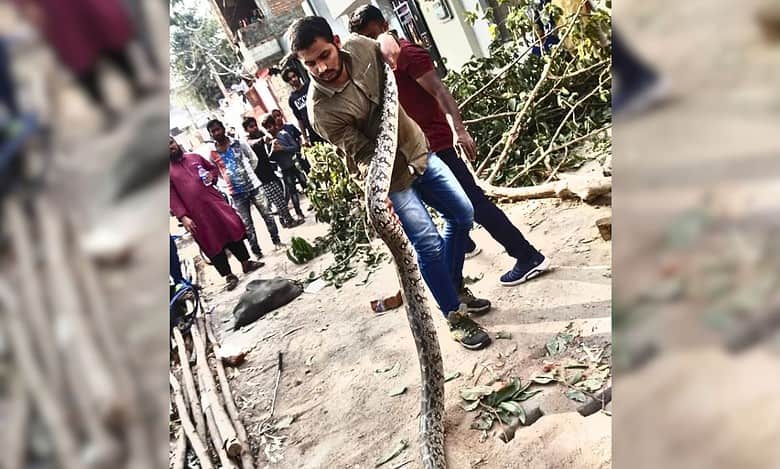 Hyderabad: Friends Of Snakes Society rescues 3 pythons in Langar Houz