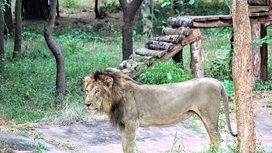 Selfie-seeker falls into Tirupati Zoo's lion enclosure, eaten by lion
