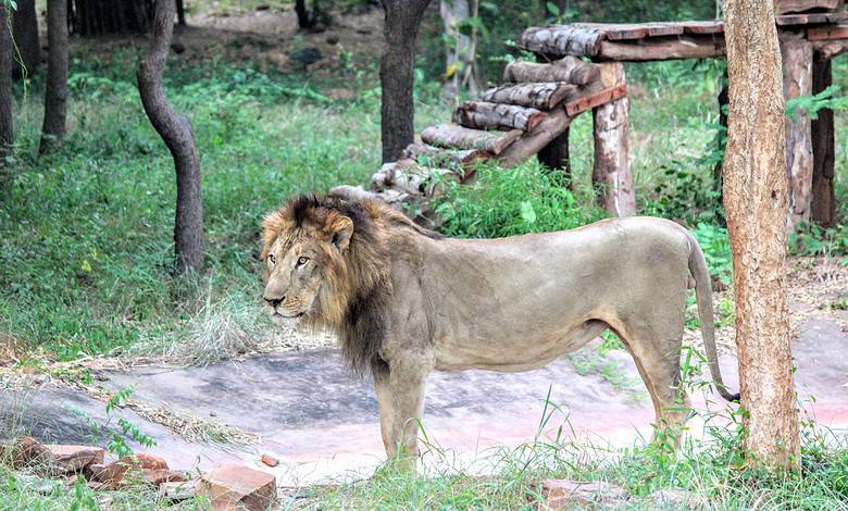 Selfie-seeker falls into Tirupati Zoo's lion enclosure, eaten by lion