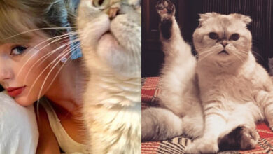 Talk of Town: Taylor Swift cat Olivia Benson's net worth will shock you!