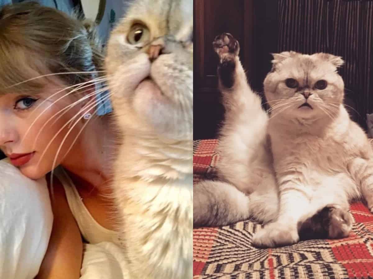 Talk of Town: Taylor Swift cat Olivia Benson's net worth will shock you!