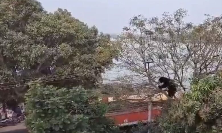 Telangana: Mesmerizing sight of sloth bear leaves commuters in awe