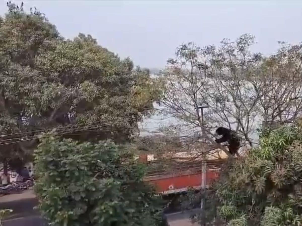 Telangana: Mesmerizing sight of sloth bear leaves commuters in awe