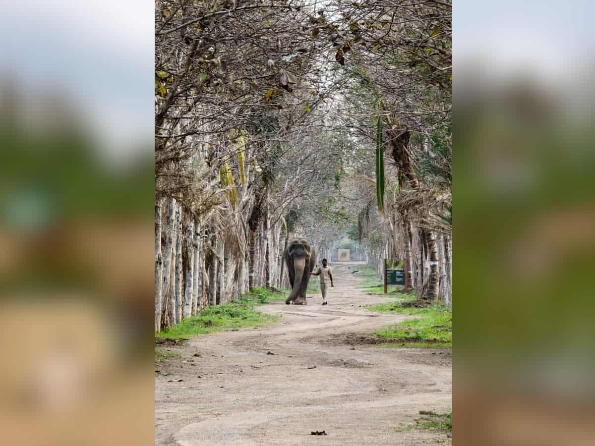 Inspired by his mother, Anant Ambani serves rescued elephants through Vantara