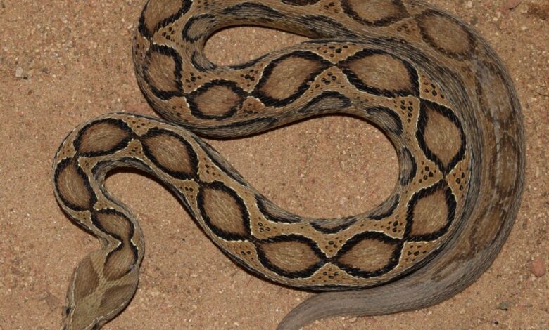Snakes society rescues 95% snakes in Hyderabad in 2023