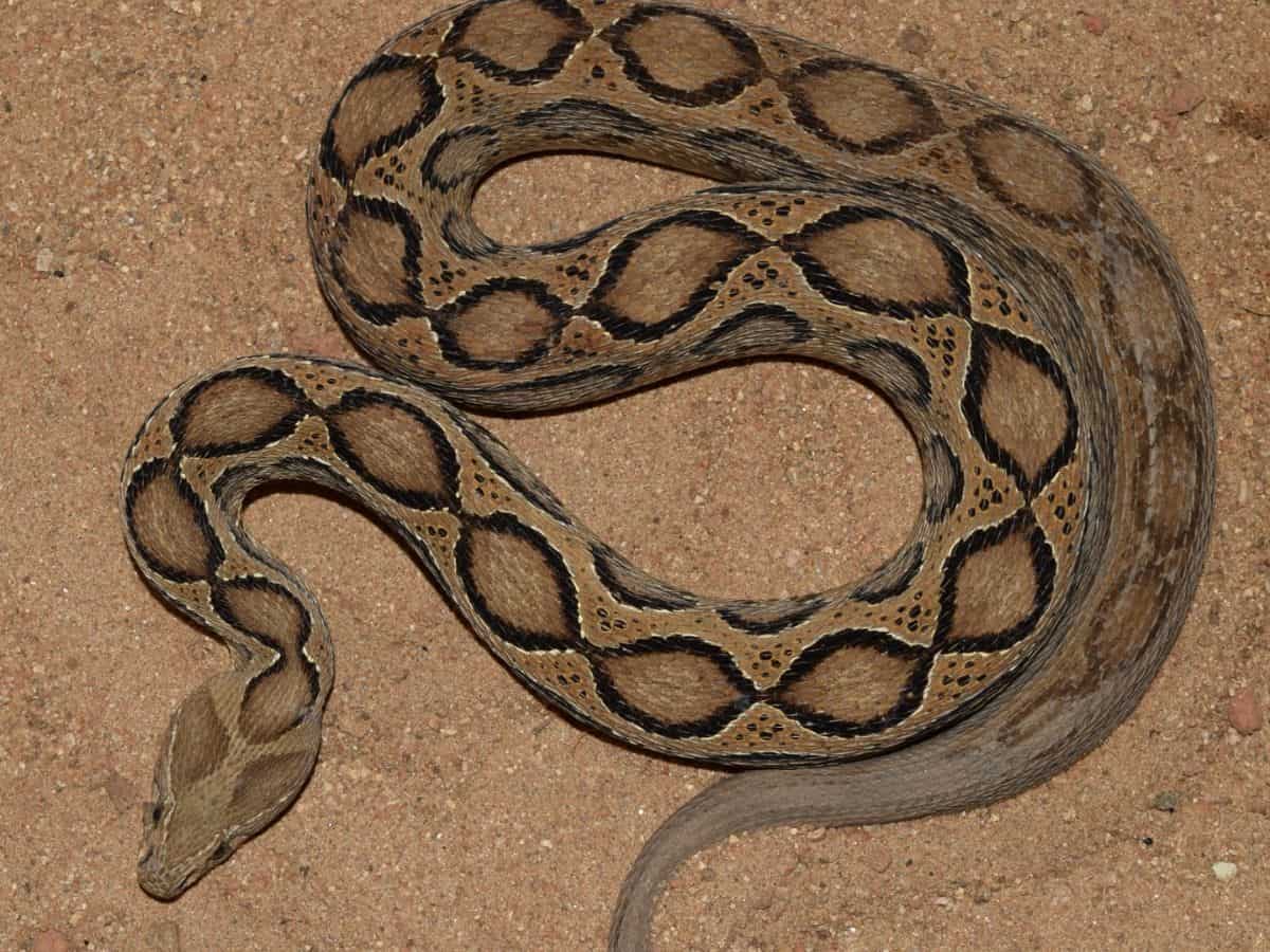 Snakes society rescues 95% snakes in Hyderabad in 2023