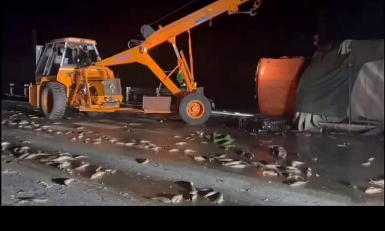 Tons of live fish crushed as lorry overturns on national highway in Telangana