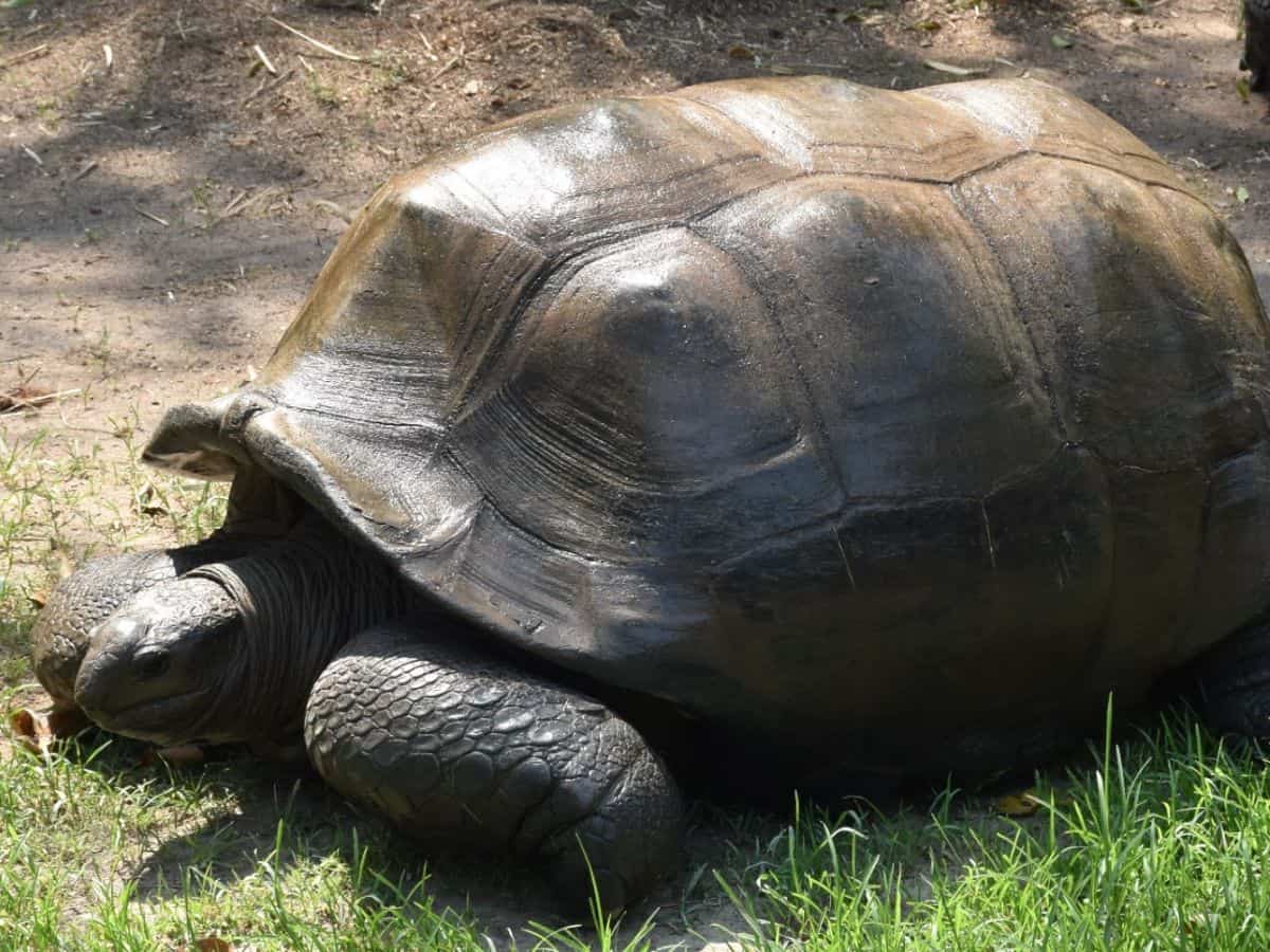 Hyderabad: 125-year-old tortoise at NZP dies due to old age