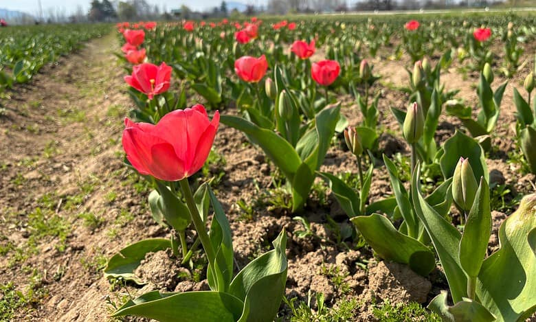Kashmir’s Tulip Garden blooming with 1.7M flowers opens to public