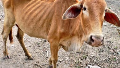Over 40 cattle die of starvation in Bhandara district