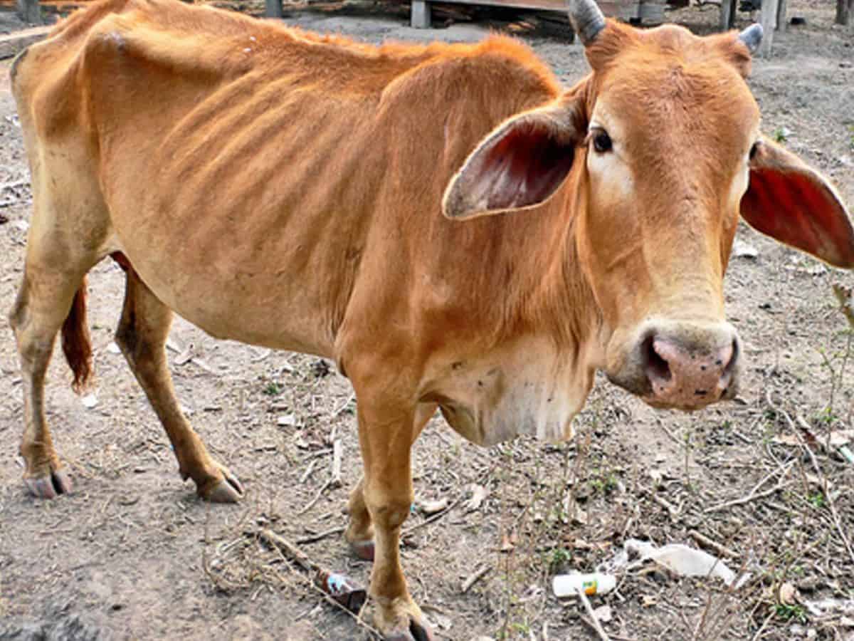 Over 40 cattle die of starvation in Bhandara district