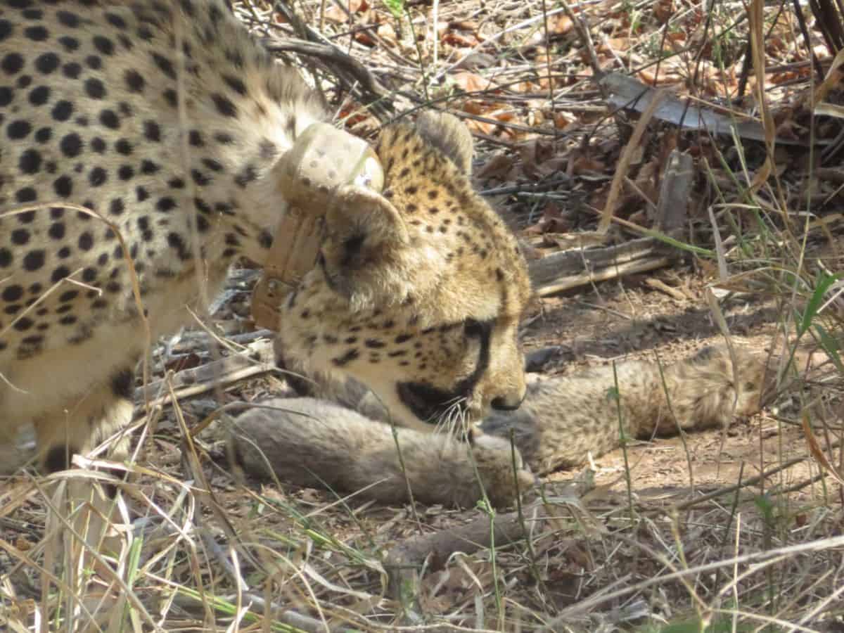 MP: Five cheetah cubs born at Kuno; big cat count rises to 26