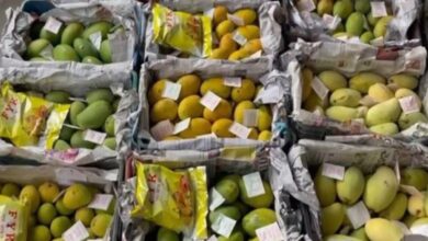 Hyderabad: Artificial mangoes worth Rs 3 lakh seized, two arrested