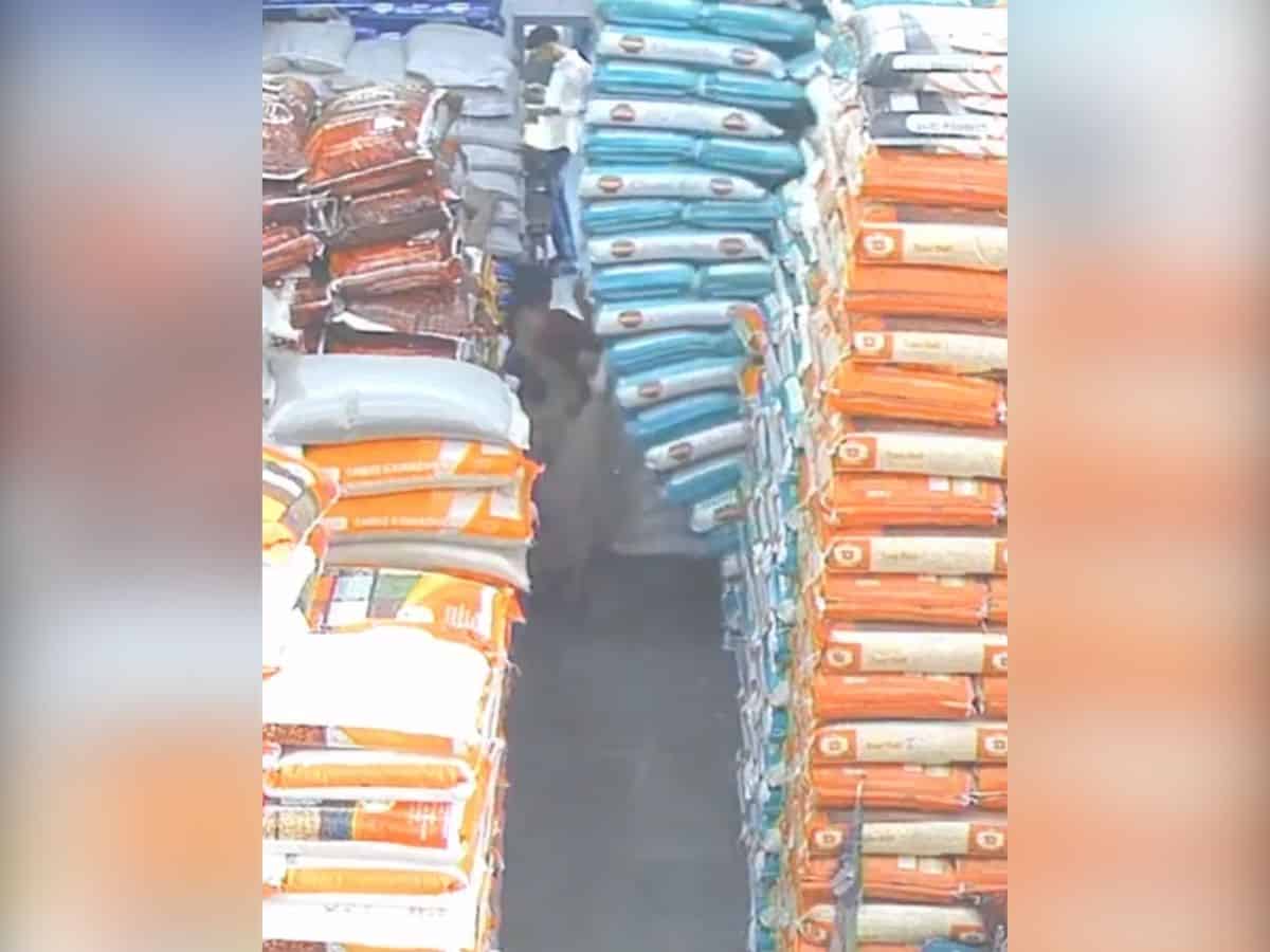 Video: Cleaner gets trapped in between sacks of grain in Mumbai