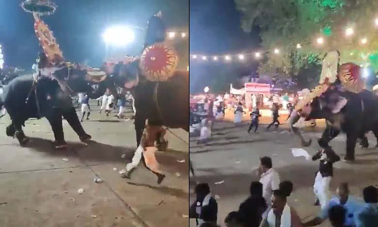 Watch: Elephants clash during Kerala's temple festival in Thrissur