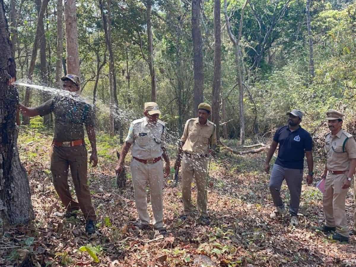 Watch: Tribal group helps AP forest department to find water in trees